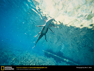 Illustration for article titled R.I.P. Wes Skiles, the photographer who captured the forbidding beauty of underwater caves